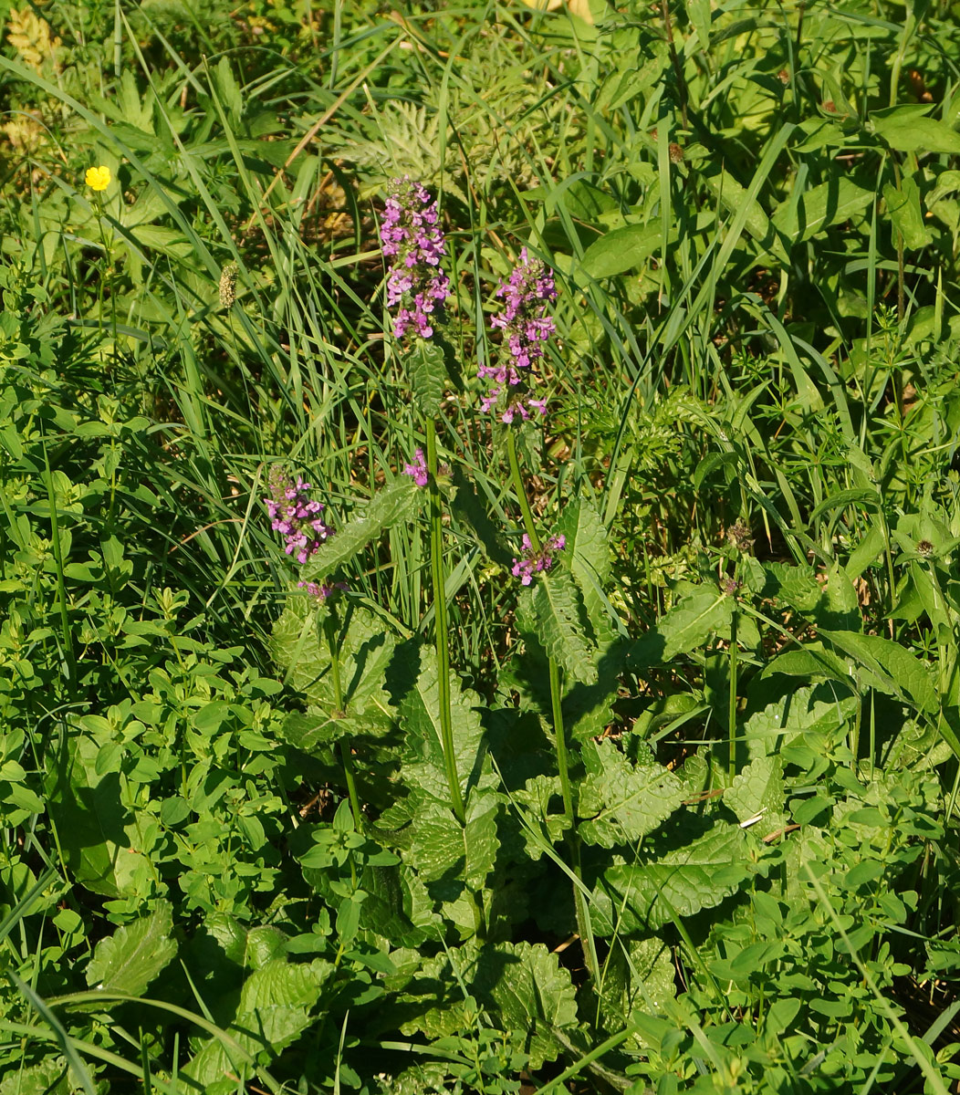 Изображение особи Betonica officinalis.