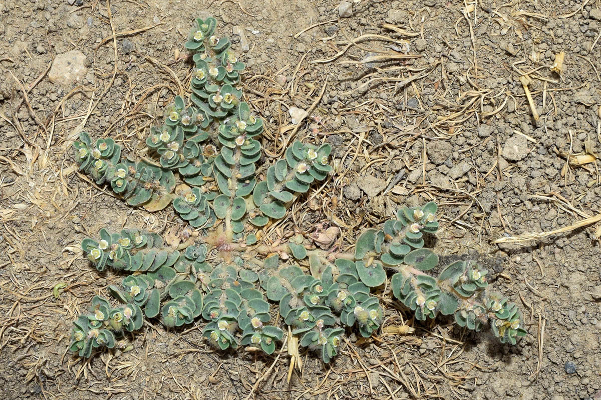 Изображение особи Euphorbia canescens.