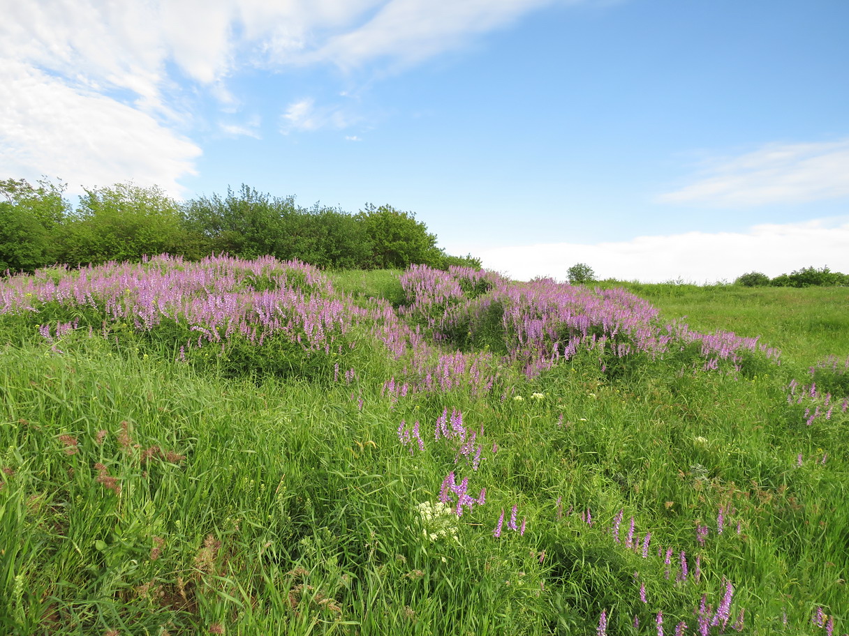 Image of Vicia tenuifolia specimen.