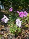 Petunia &times; hybrida