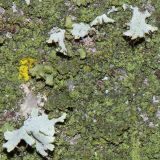 class Lecanoromycetes. Таллом. Ростовская обл., г. Таганрог, в сквере на бетоне. 09.12.2021.