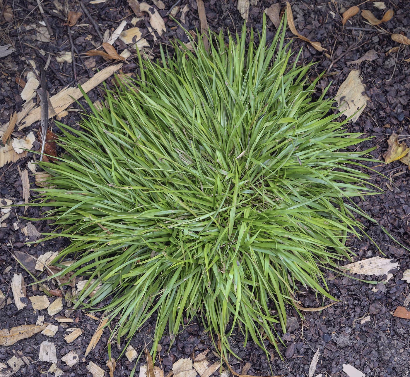 Image of Luzula pilosa specimen.