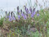 Veronica capsellicarpa