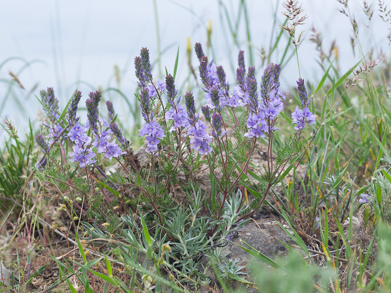 Image of Veronica capsellicarpa specimen.