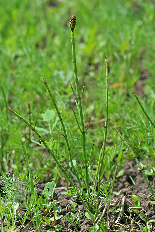 Изображение особи Equisetum palustre.