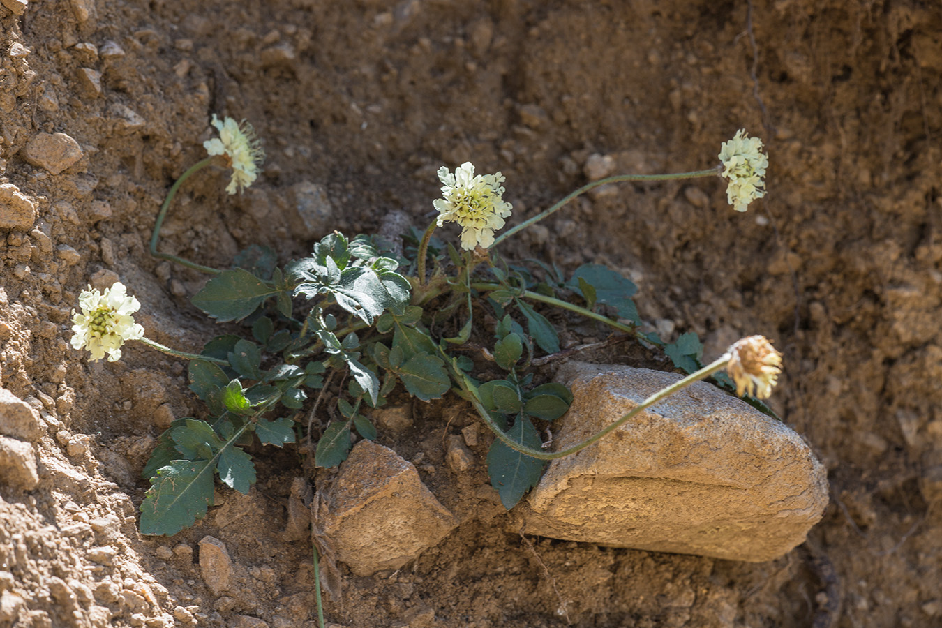 Image of Cephalaria dagestanica specimen.