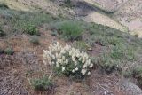 Astragalus nobilis. Плодоносящее растение. Узбекистан, хребет Нуратау, Нуратинский заповедник, урочище Хаятсай, около 1300 м н.у.м., пологий мелкоземистый склон, типчаково-полынно-разнотравное сообщество. 19.05.2021.
