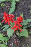 Salvia splendens. Верхушки цветущих растений. Томская обл., г. Томск, Академгородок, в культуре. 14.07.2021.