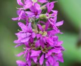 Lythrum salicaria. Цветки. Московская обл., Одинцовский р-н, окр. г. Кубинка, окр. водохранилища Трасна, обочина бетонной дороги, край кустарника. 16.07.2021.