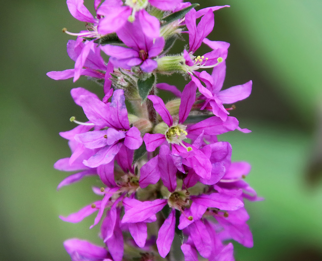 Image of Lythrum salicaria specimen.