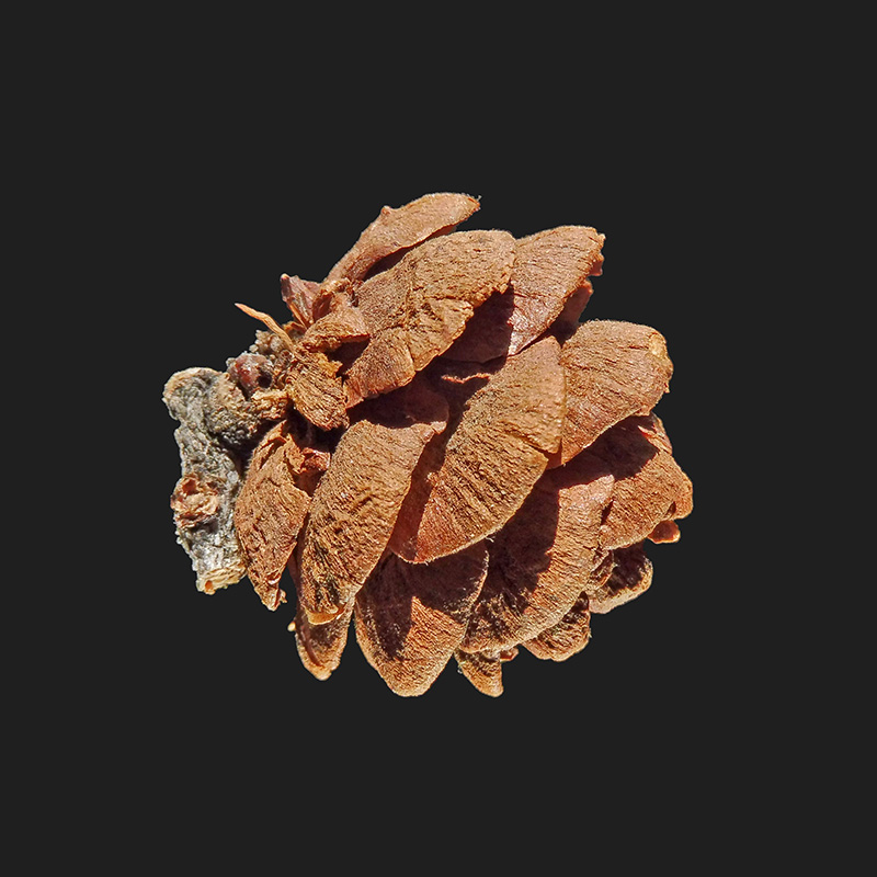 Image of Larix sibirica specimen.