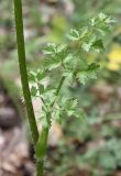 Laserpitium hispidum