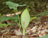 Arum amoenum