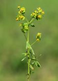 Euphorbia leoncroizatii. Верхушка цветущего растения. Приморский край, Ханкайский р-н, окр. с. Комиссарово, останец в долине р. Комиссаровка, остепнённый щебнистый южный склон. 20.05.2022.