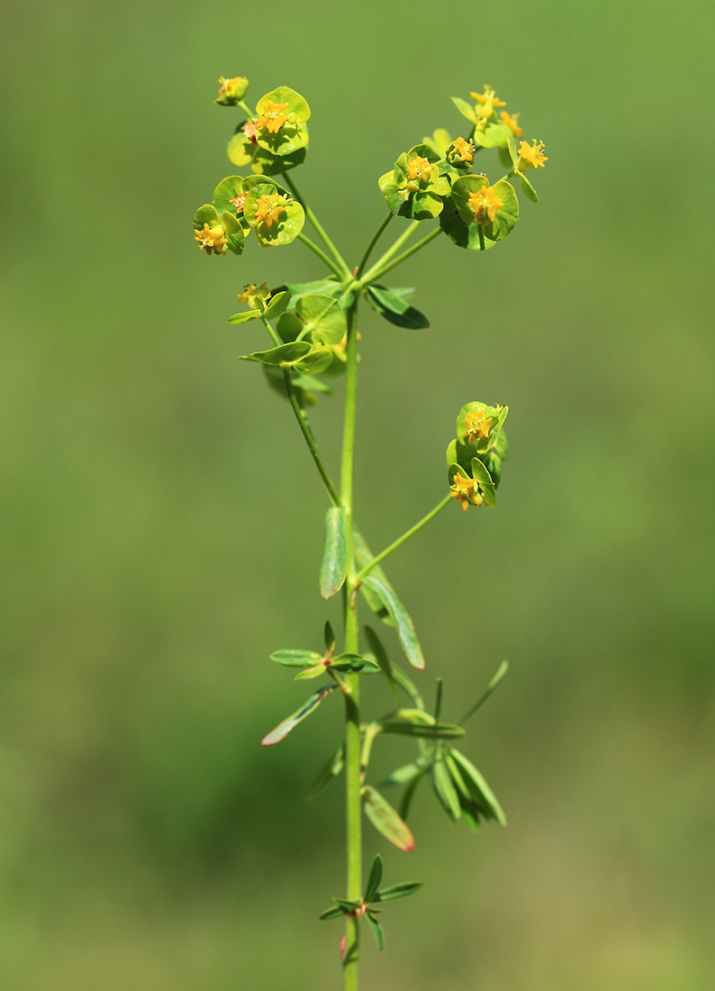 Изображение особи Euphorbia leoncroizatii.