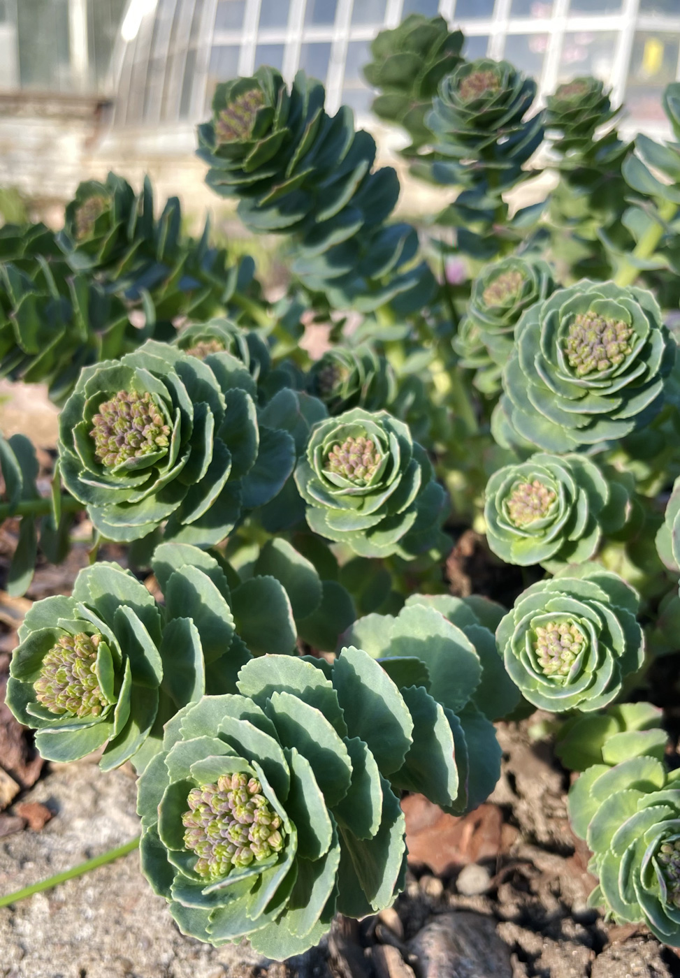 Image of Rhodiola rosea specimen.