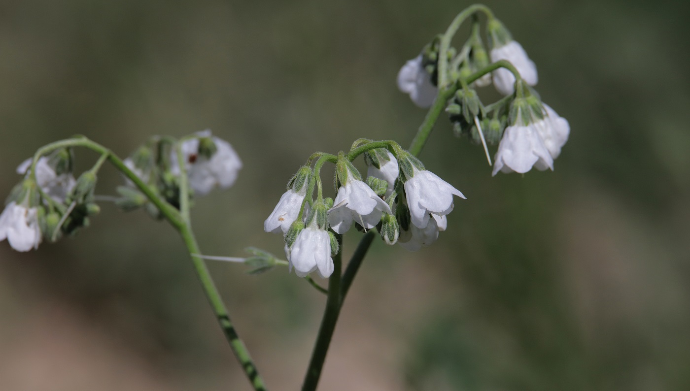 Изображение особи Lindelofia macrostyla.