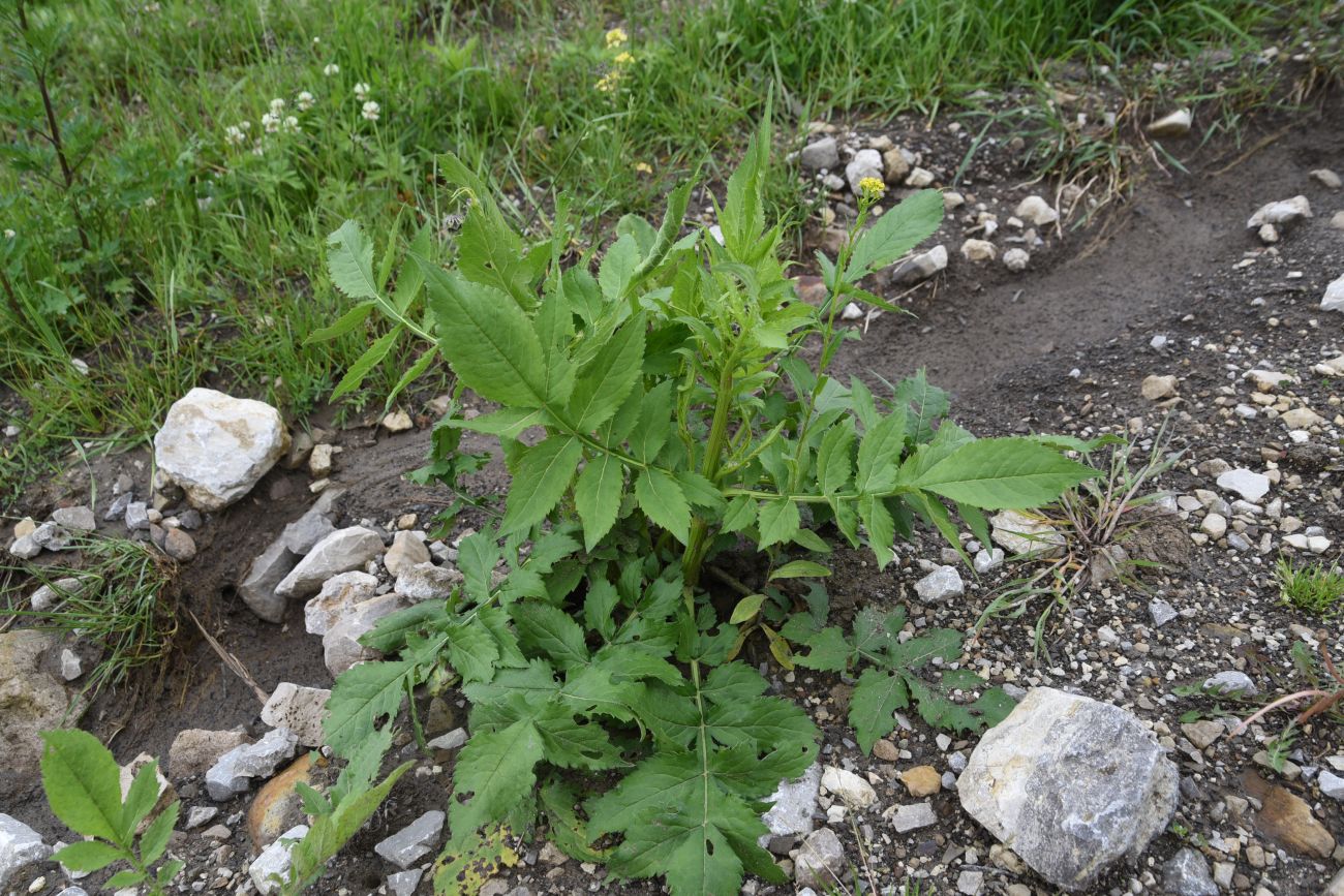 Изображение особи Cephalaria gigantea.