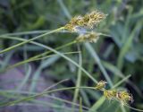 Carex spicata