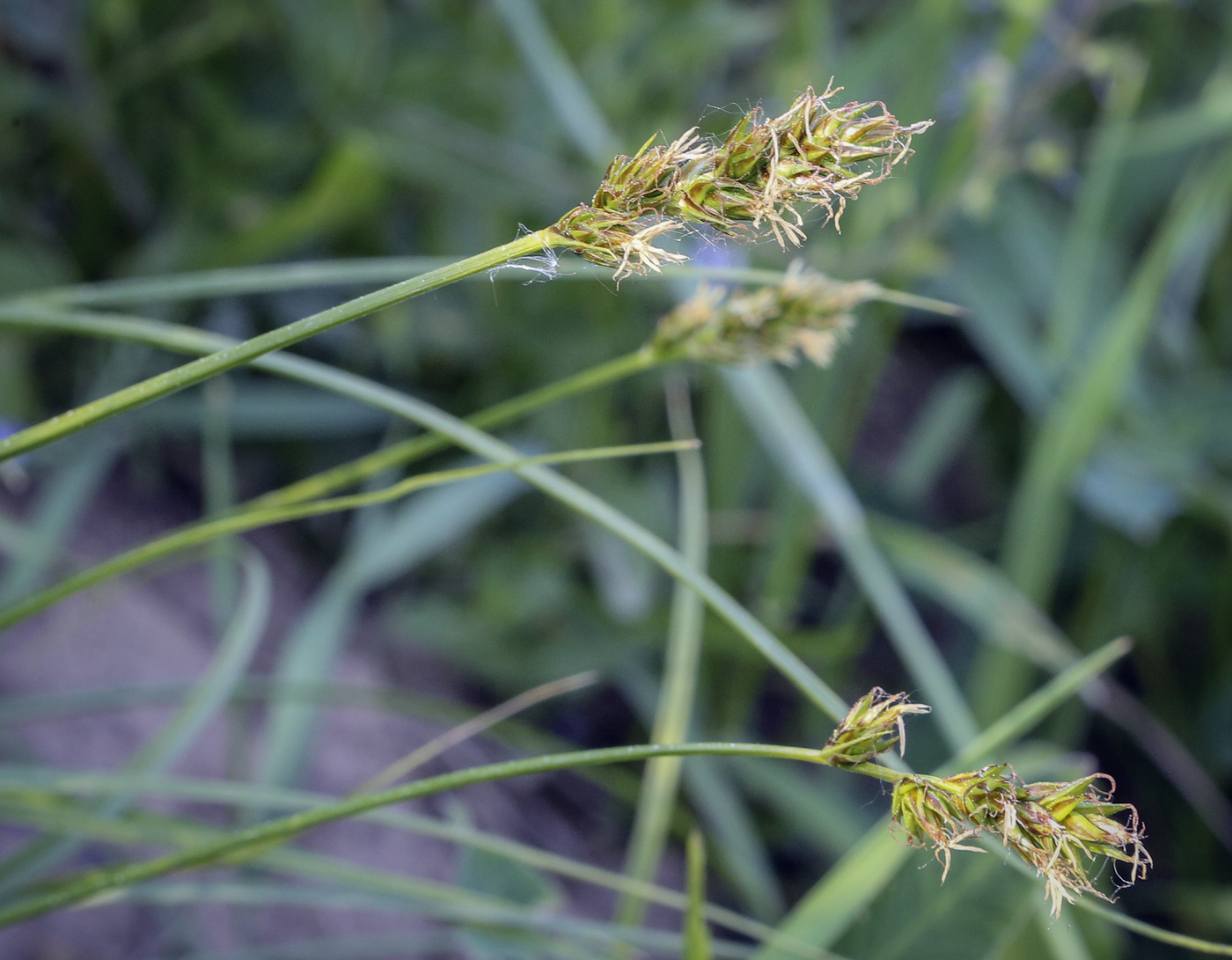 Image of Carex spicata specimen.