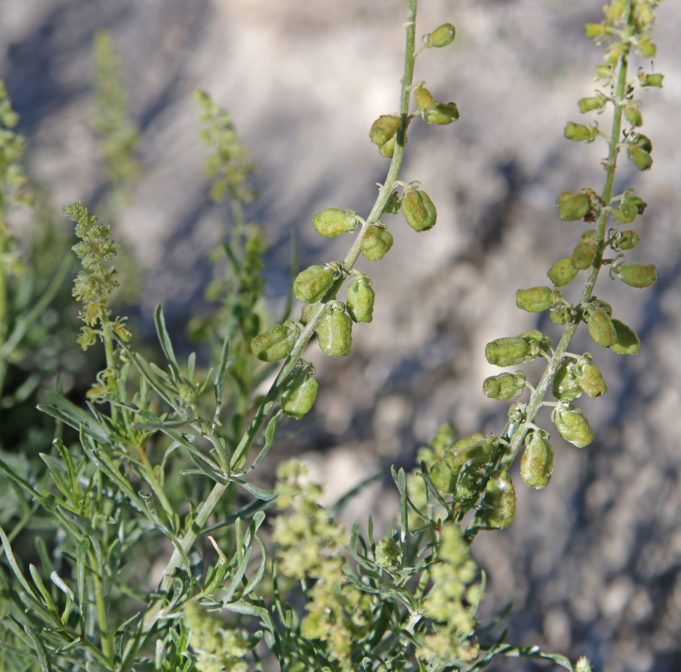 Image of Reseda lutea specimen.