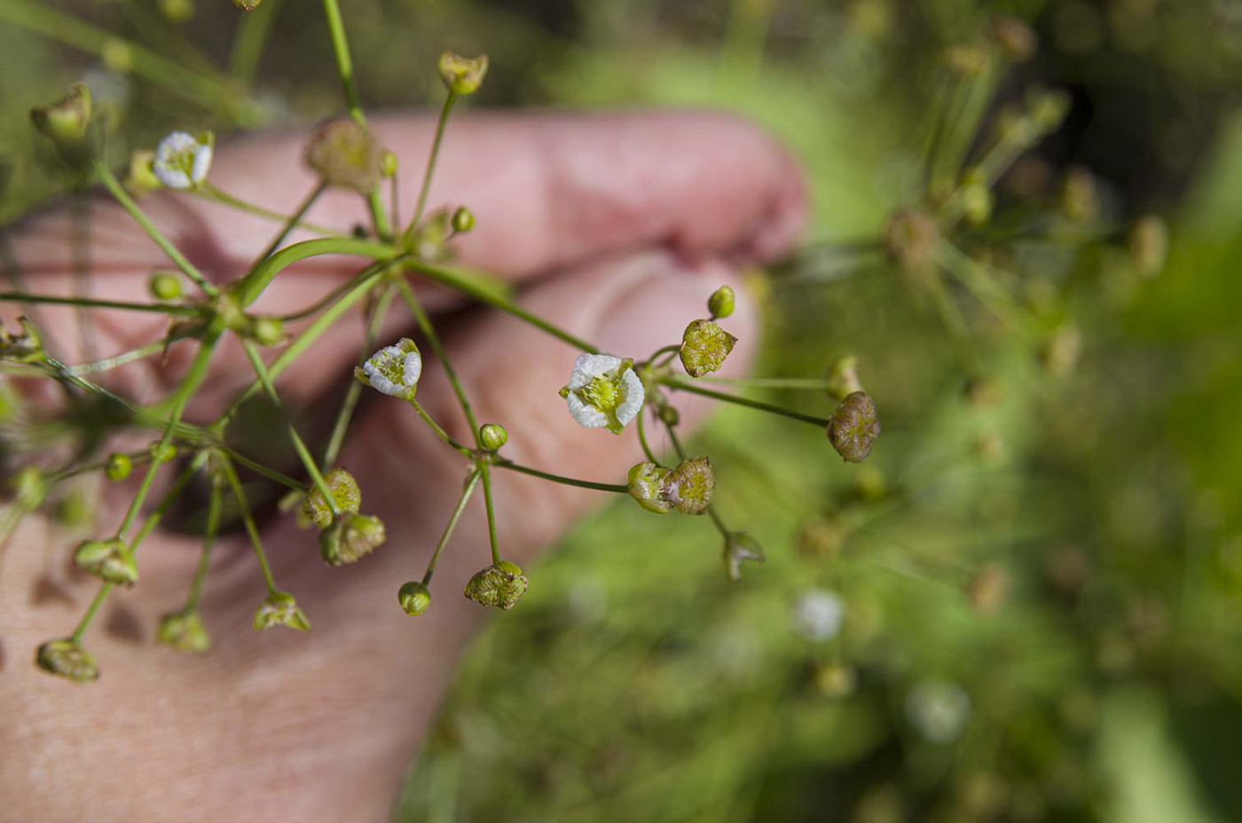 Image of Alisma plantago-aquatica specimen.