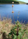 Phlomoides tuberosa. Растение с прошлогодними сухими цветоносами с соплодиями. Якутия, Мирнинский р-н, окр. пос. Светлый, берег р. Вилюй. 09.06.2009.