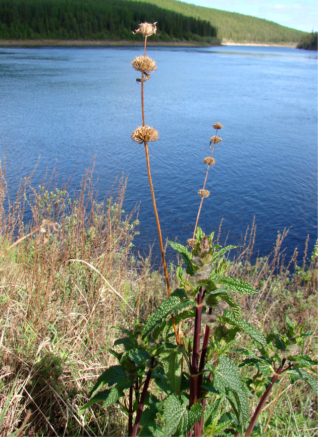 Изображение особи Phlomoides tuberosa.