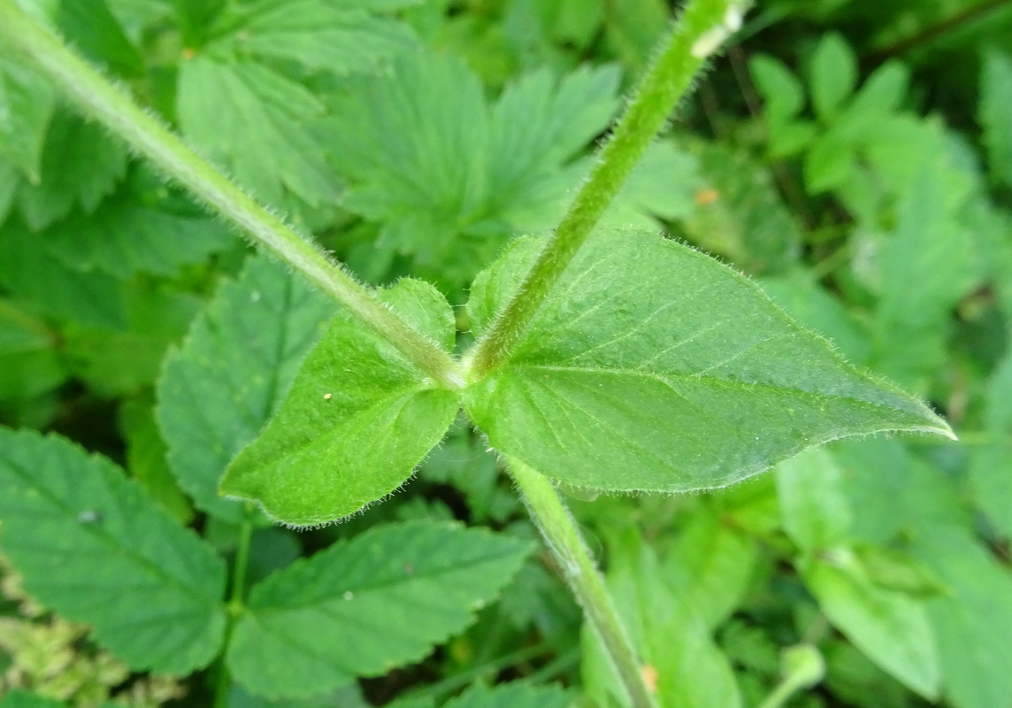 Image of Myosoton aquaticum specimen.