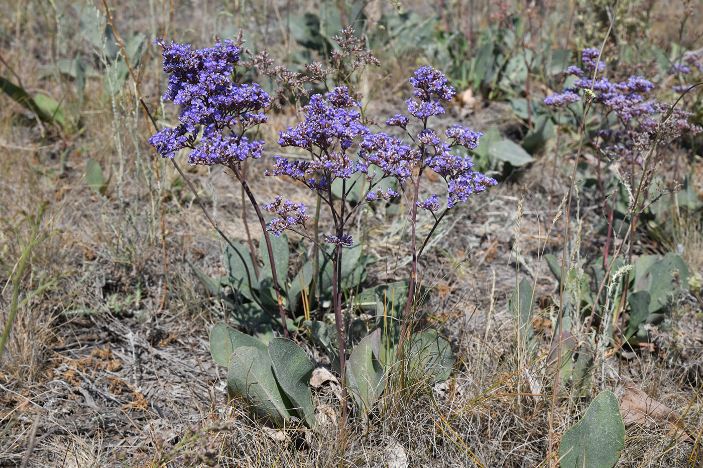 Изображение особи Limonium gmelinii.