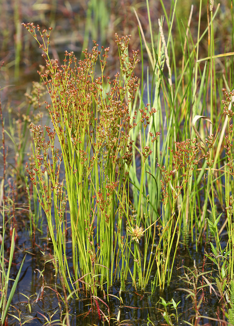 Image of Juncus turczaninowii specimen.