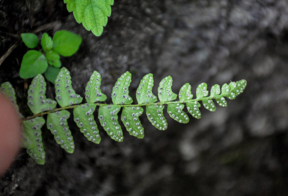 Image of Woodsia polystichoides specimen.