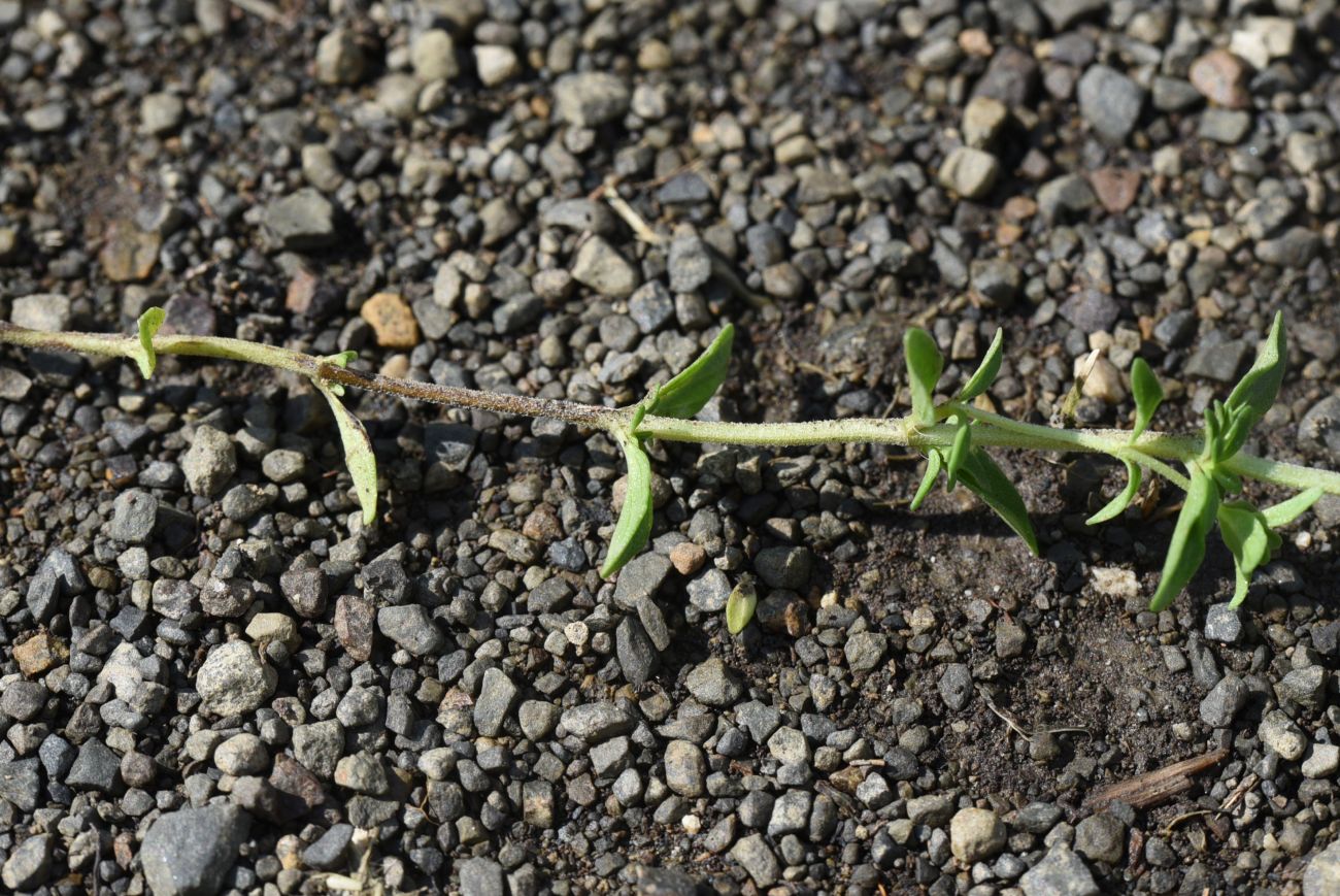 Изображение особи Thymus collinus.