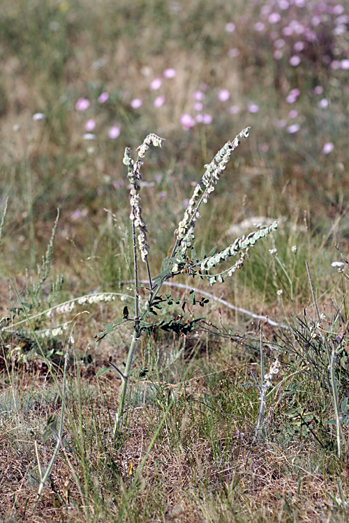 Image of Onobrychis chorassanica specimen.