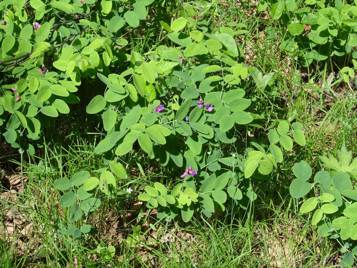 Image of Lathyrus humilis specimen.