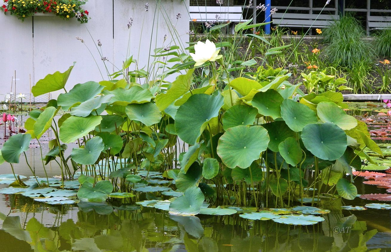 Image of genus Nelumbo specimen.