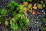 Rubus parvifolius. Верхушка побега с созревающим соплодием. Курильские о-ва, о-в Кунашир, бухта Головнина, песчаный пляж. 18.08.2022.