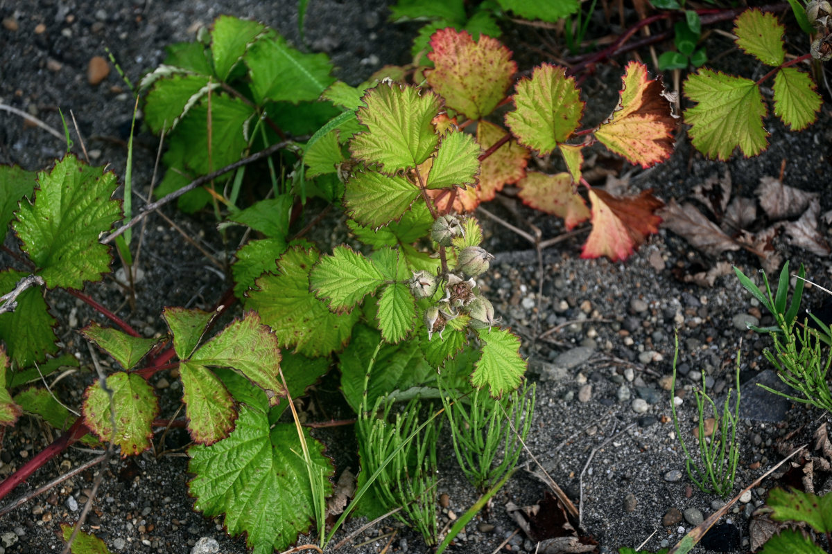 Image of Rubus parvifolius specimen.