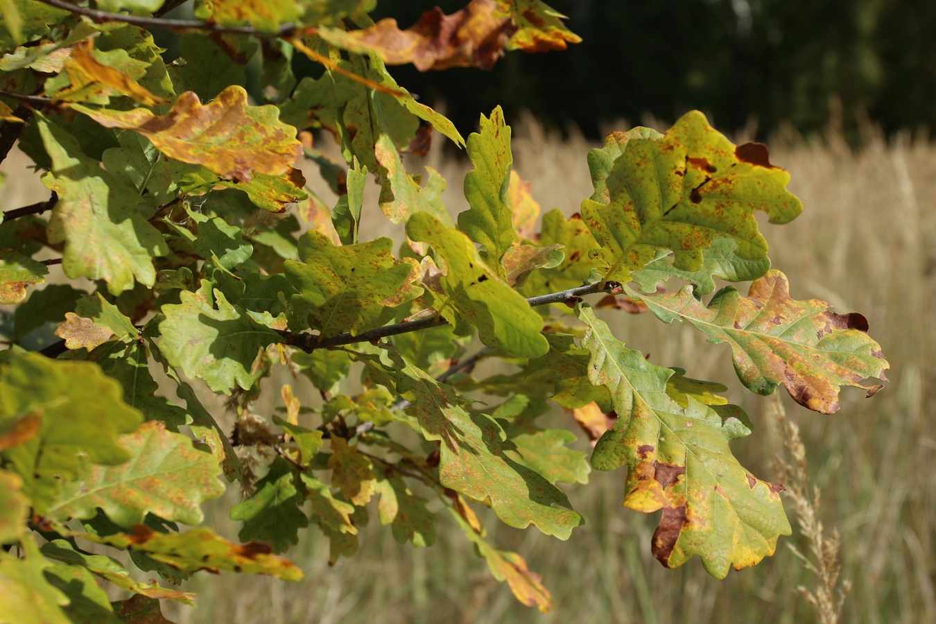 Image of Quercus robur specimen.