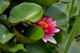 Nymphaea &times; marliacea