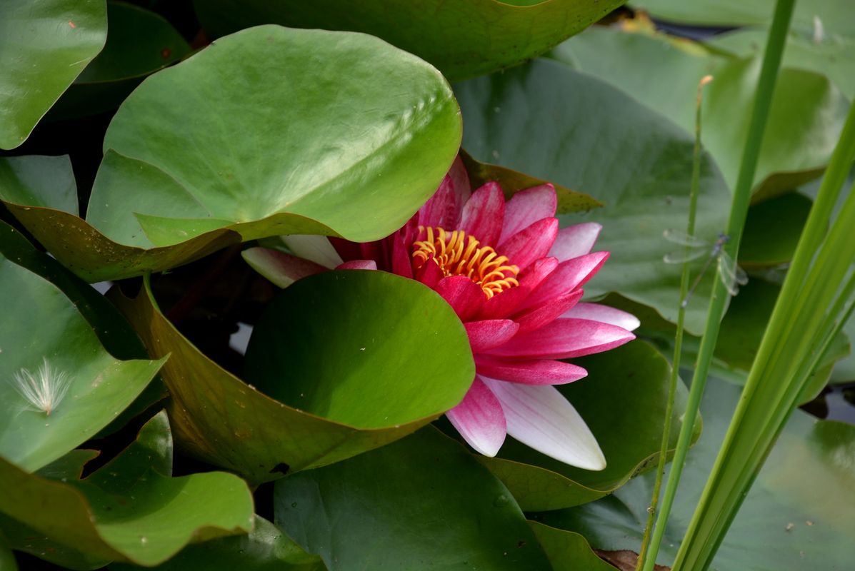 Image of Nymphaea &times; marliacea specimen.