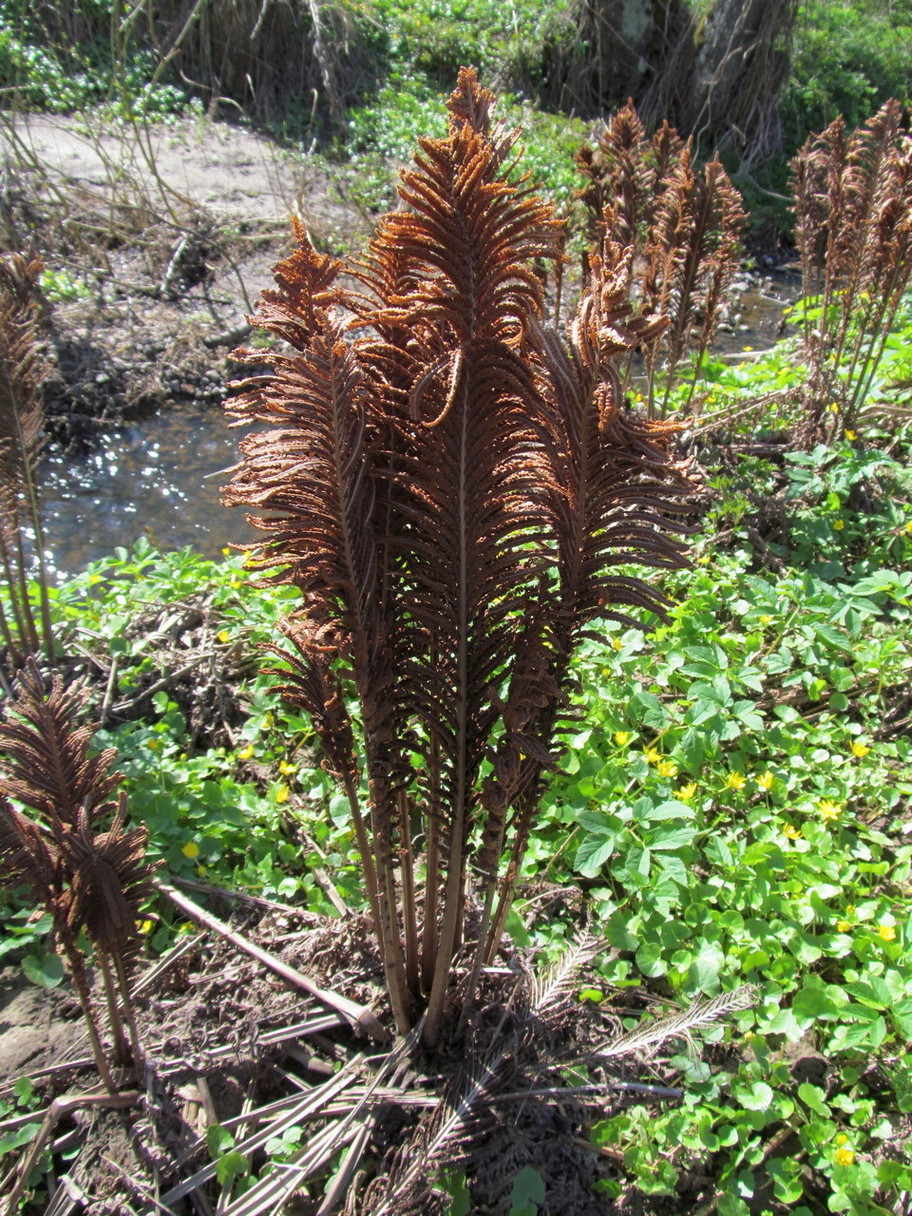 Image of Matteuccia struthiopteris specimen.