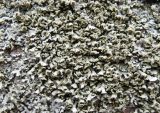 Physcia dubia