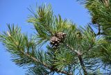 Pinus sylvestris подвид hamata. Верхушка ветви с раскрывшимися шишками. Дагестан, Гунибский р-н, природный парк \"Верхний Гуниб\", ≈ 1800 м н.у.м., опушка хвойно-лиственного леса. 04.05.2022.