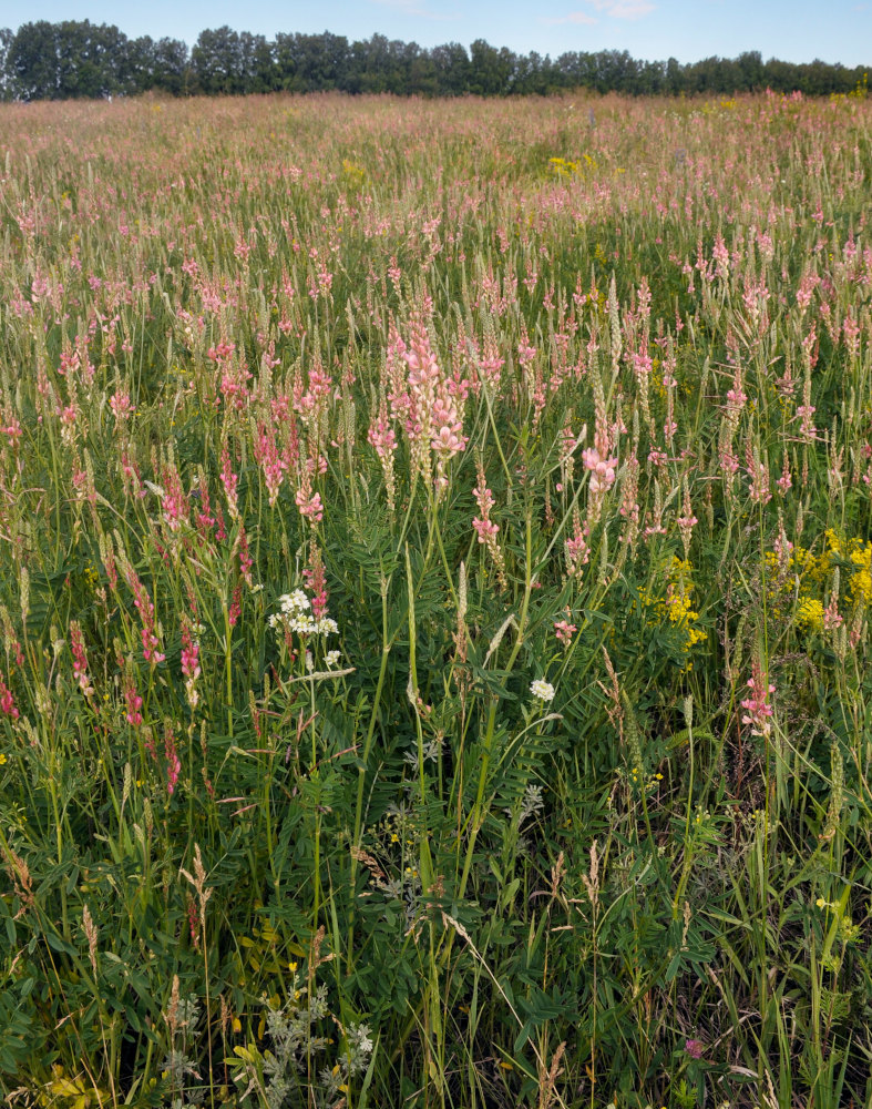 Image of Onobrychis sibirica specimen.