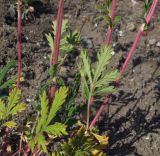 Potentilla pensylvanica. Части побегов. Магаданская обл., окр. г. Магадан, ост. Аммональная, долина р. Балахапчан, антропогенный склон с заносными растениями. 16.07.2018.