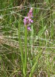 Anacamptis laxiflora subspecies elegans. Цветущее растение. Краснодарский край, м/о Анапа, пос. Витязево, ул. Скифская, зарастающая низина у подножия дюны. 29.05.2021.