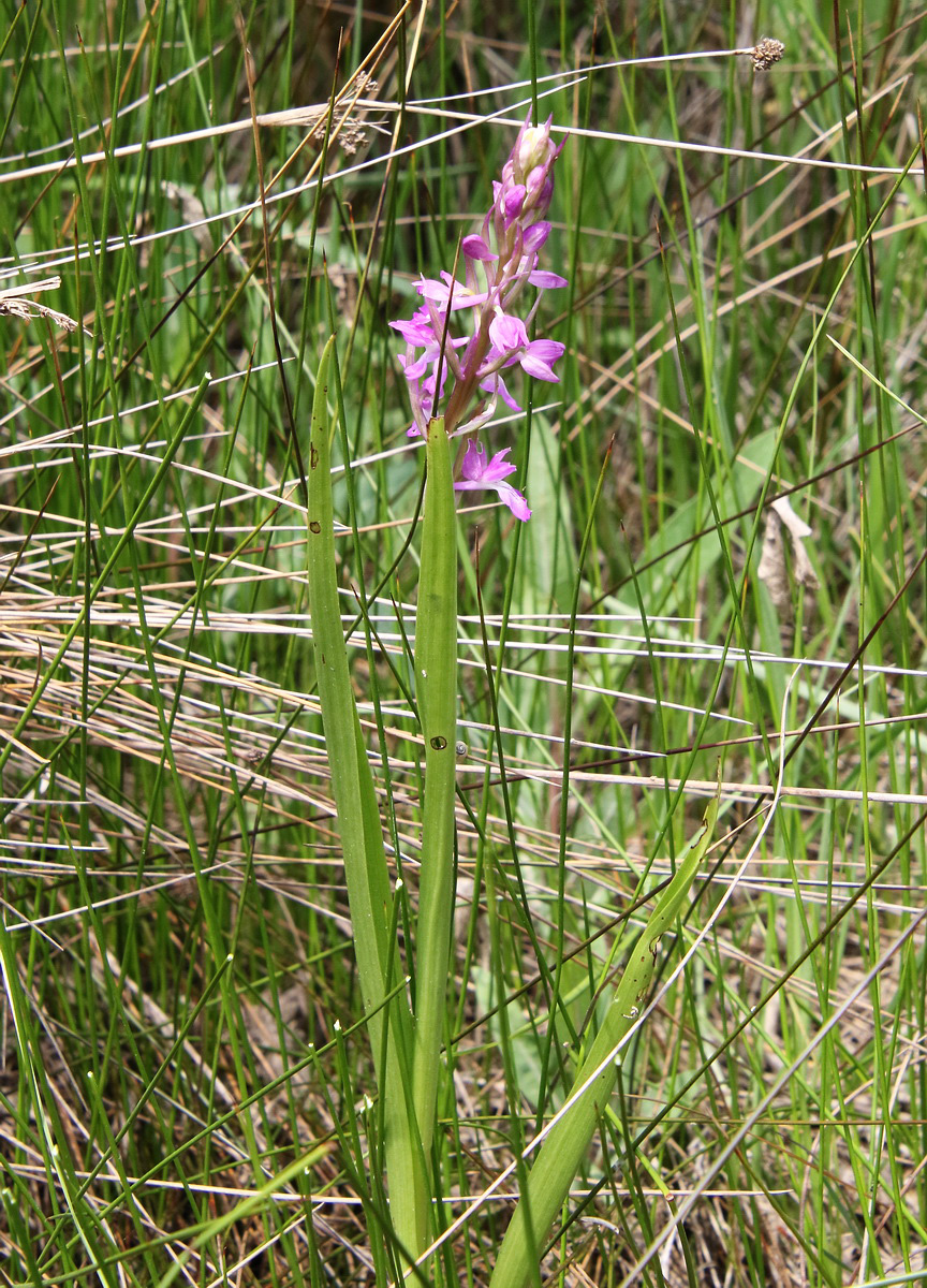 Image of Anacamptis laxiflora ssp. elegans specimen.