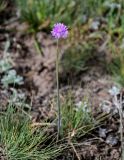 Allium schoenoprasoides