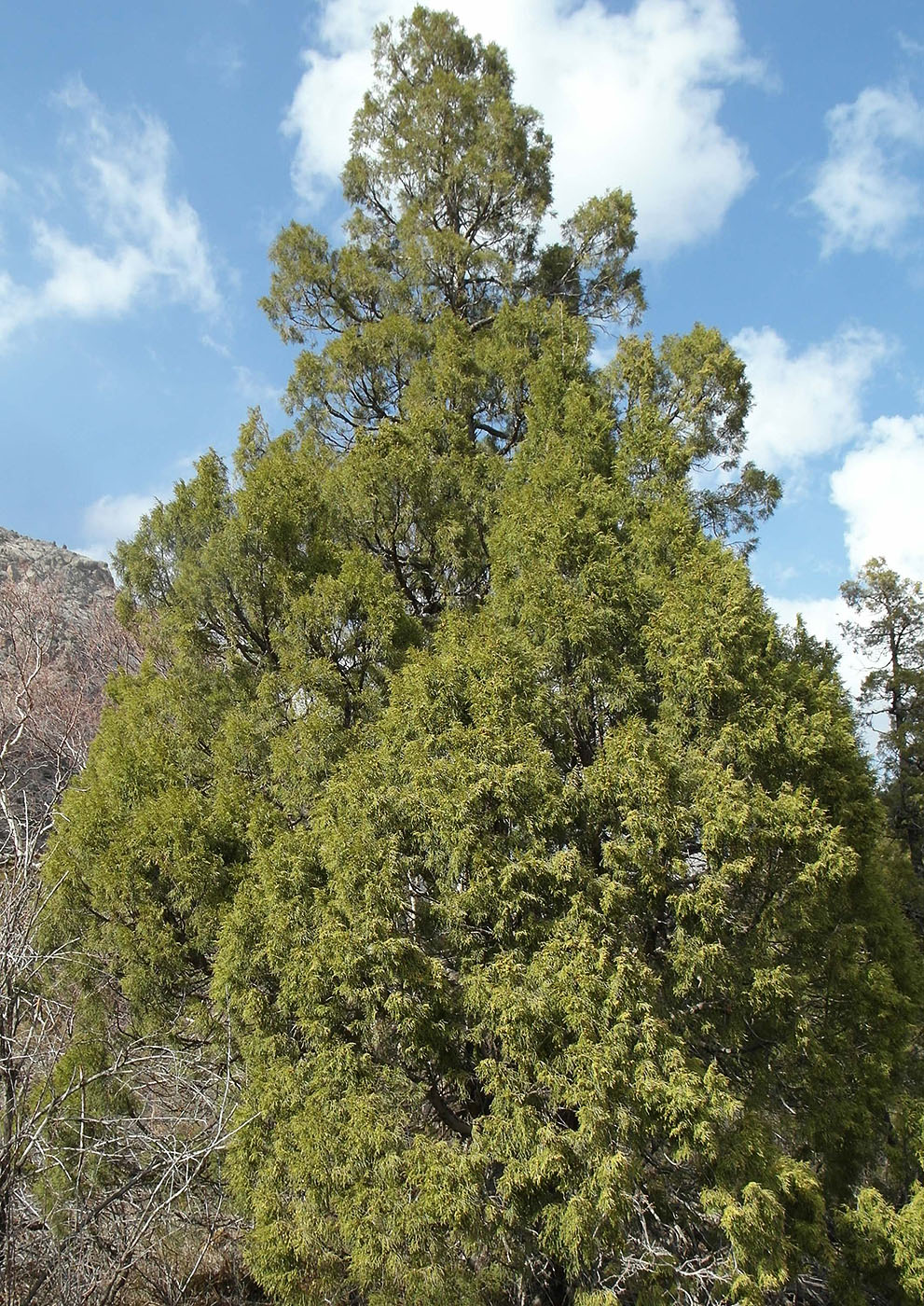 Изображение особи Juniperus semiglobosa.